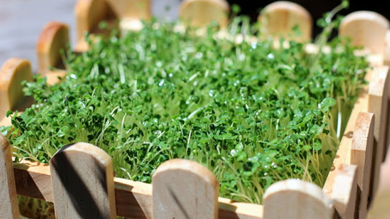 Nhà vườn Bình Dương