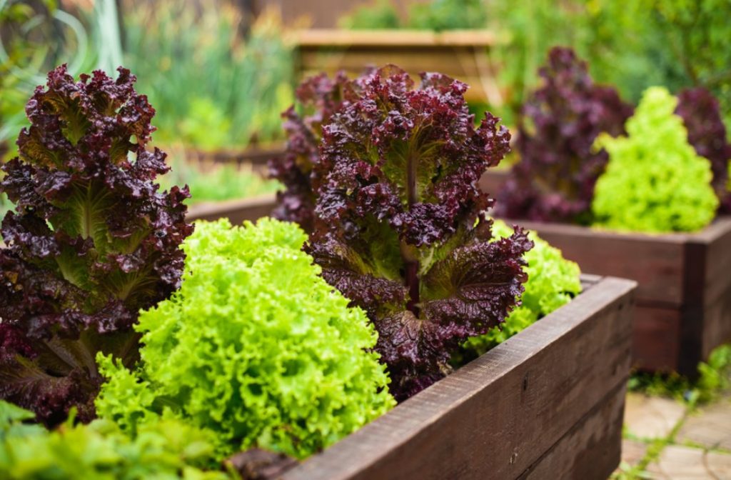 Nhà vườn Bình Dương