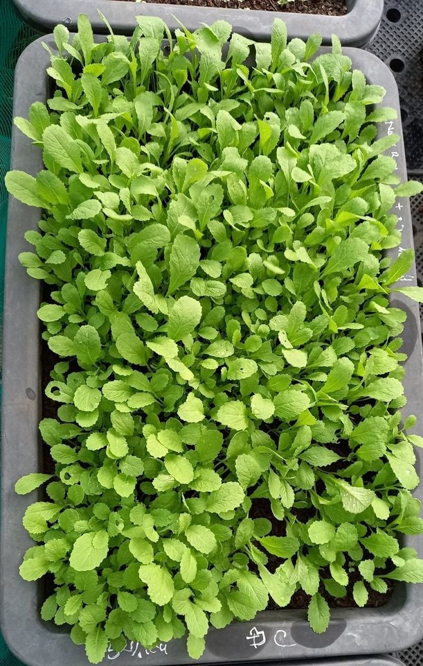 Nhà vườn Bình Dương