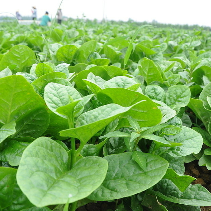 Nhà vườn Bình Dương