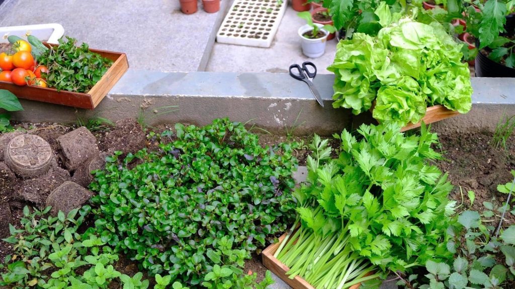 Nhà vườn Bình Dương